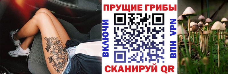 Псилоцибиновые грибы Psilocybine cubensis Сокол